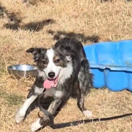 Leïa - Chien Border Collie à adopter