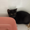 Smoky "en cours d'adoption"