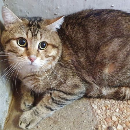 Rio - Chat Européen à adopter