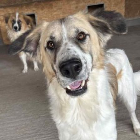 BERYL - Chien à adopter