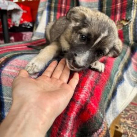FIDJI - Chien à adopter