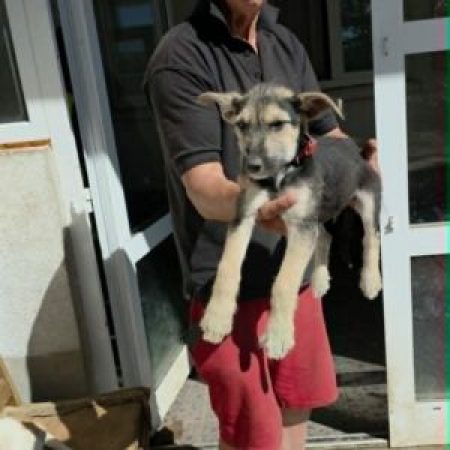 GOE - Chien à adopter