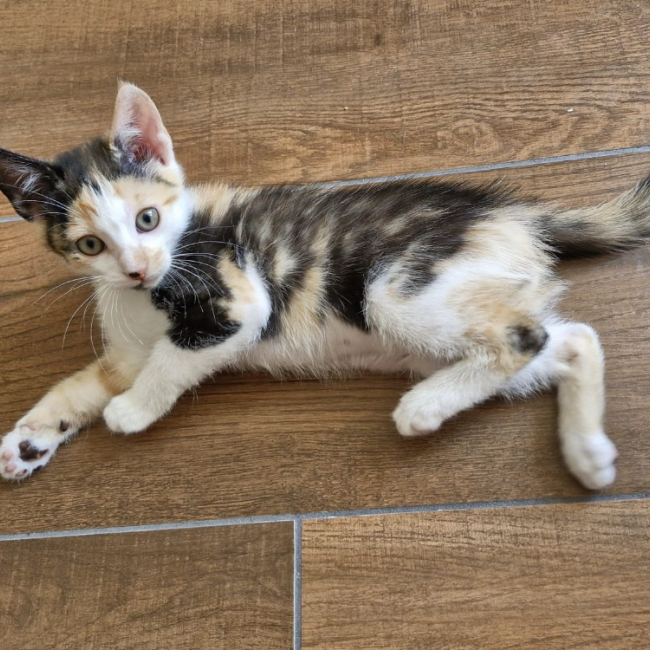 Nova