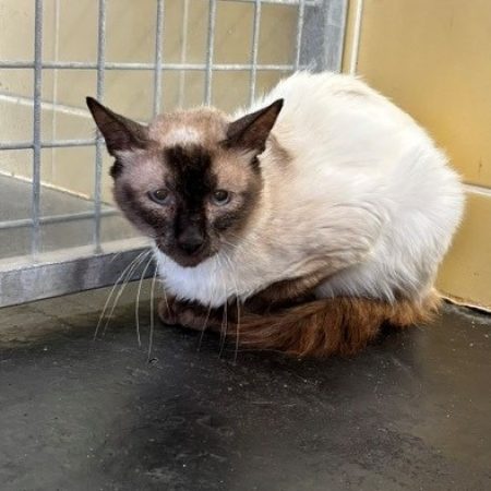Cooper - Chat à adopter