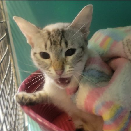 Selenia - Chat à adopter