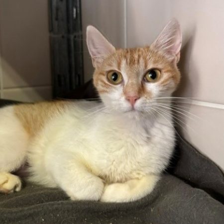 Canelle - Chat Européen à adopter