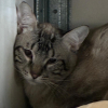 Tigrou