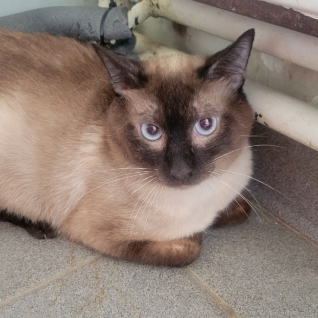 Tigrou