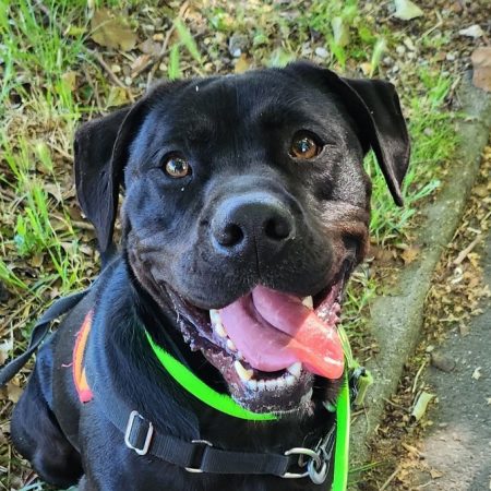 Reglisse - Chien Terrier à adopter