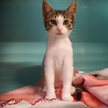 Twix - Chat Européen à adopter