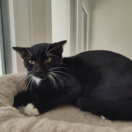 Rumba - Chat Européen à adopter