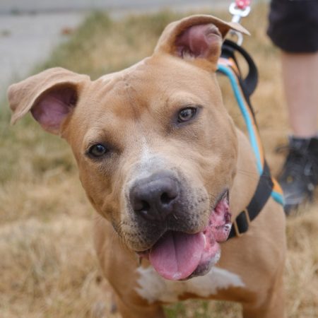 Ethan - Chien Bouledogue Américain à adopter