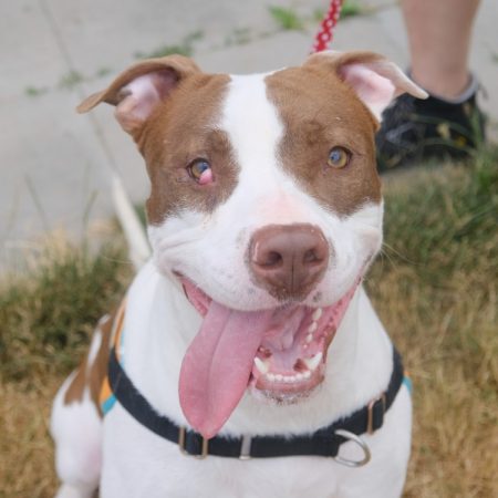Glen - Chien Bouledogue Américain à adopter