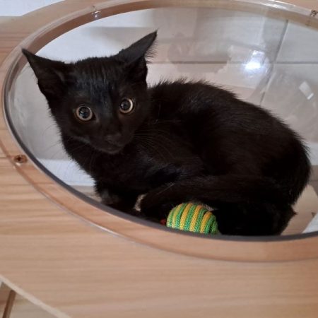 Eustache - Chat Européen à adopter