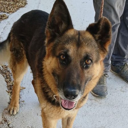 Tango 2 - Chien Berger Allemand à adopter