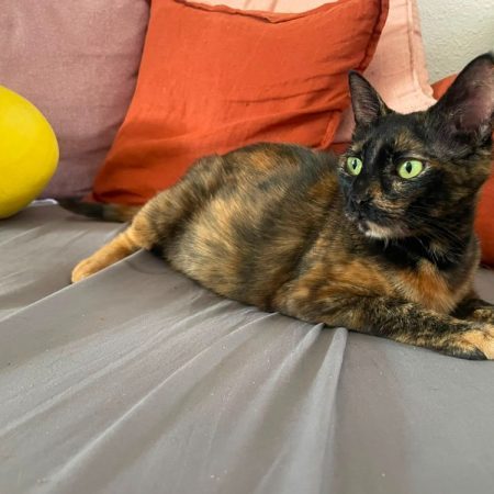 Claudie - Chat Européen à adopter
