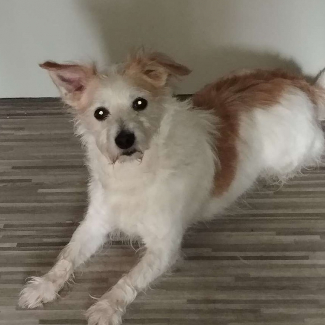 Pongo