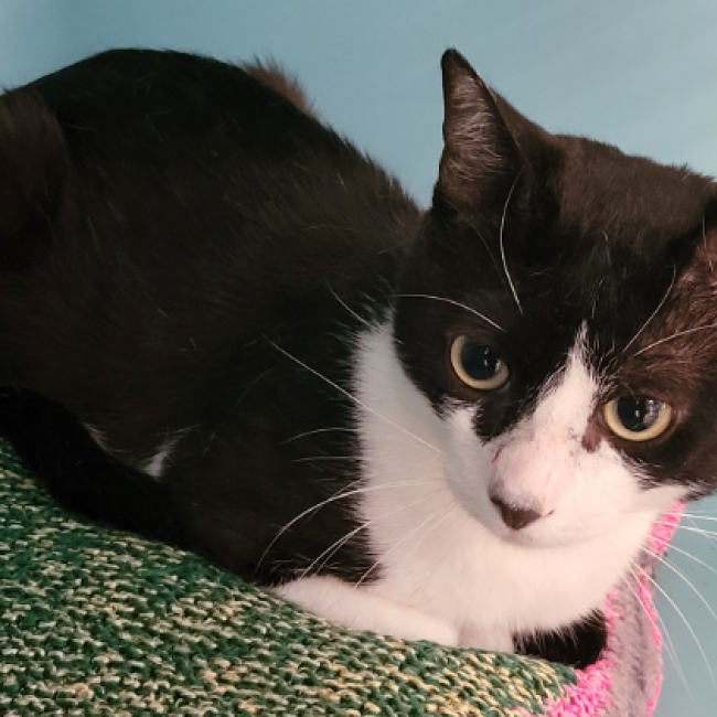 Photo de Berlioz