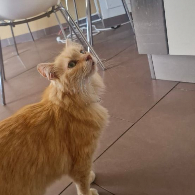 Photo de Indy issue de son annonce d'adoption sur Animaux.fr