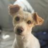Canelo