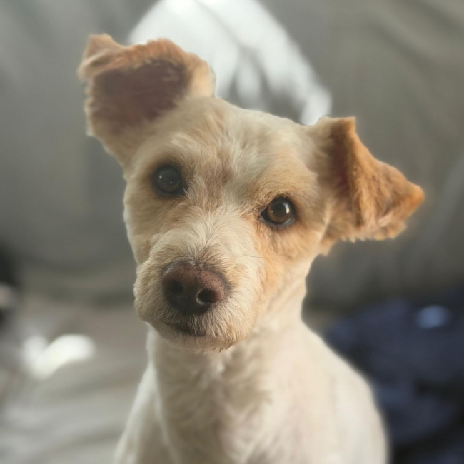 Photo de Canelo issue de son annonce d'adoption sur Animaux.fr