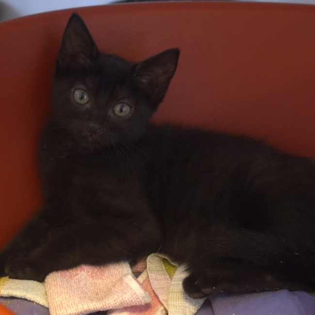 Nova
