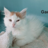 Gael