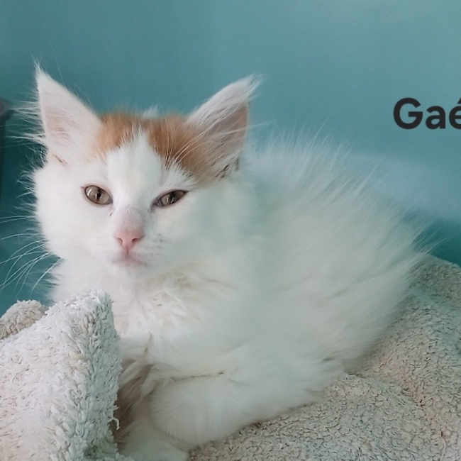 Gael