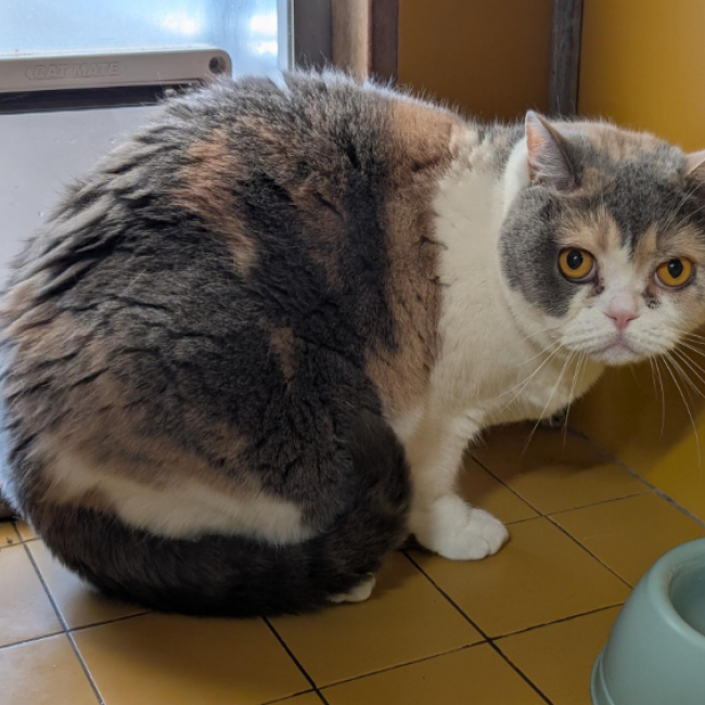Pepita