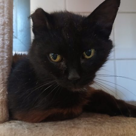 Bleuenn - Chat Européen à adopter