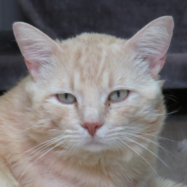 Caramel