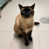Hermes fiv+