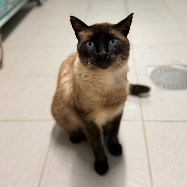 Photo de Hermes fiv+