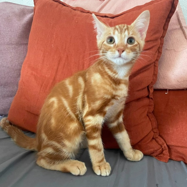 Photo de Perceval