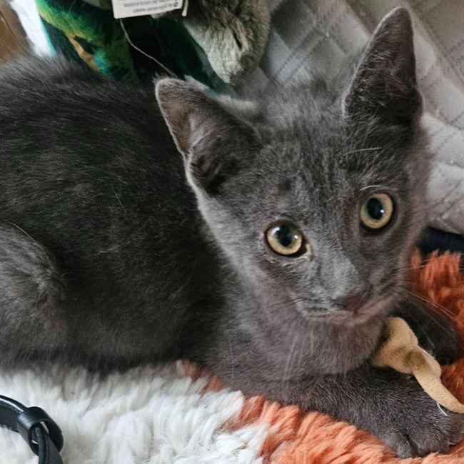 BALOO ET BOHÊME 