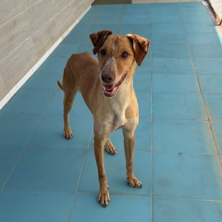 Canelo 2 - Chien à adopter