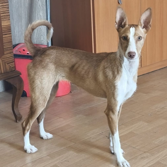 Photo de Sofi issue de son annonce d'adoption sur Animaux.fr