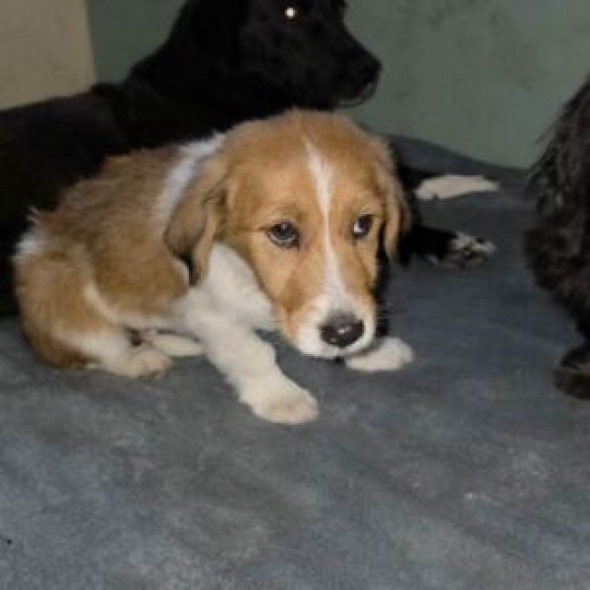 Photo de CARAMEL issue de son annonce d'adoption sur Animaux.fr