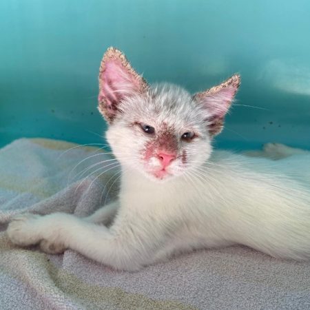 Surprise - Chat Européen à adopter