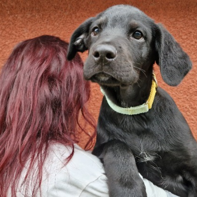 Photo de Bagheera