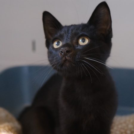 Dembele - Chat Européen à adopter