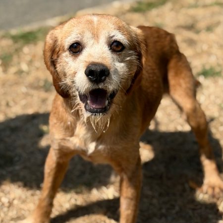 Brook - Chien Epagneul Allemand à adopter