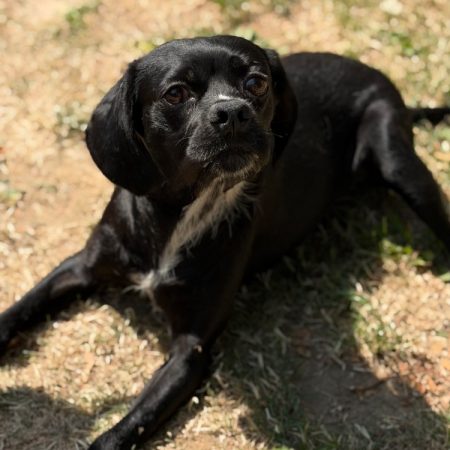 Benji - Chien à adopter