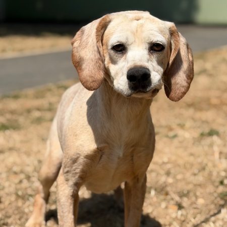 Bowie - Chien Epagneul Allemand à adopter