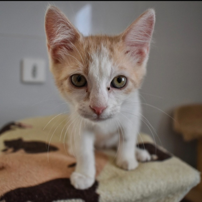 Photo de Ekko