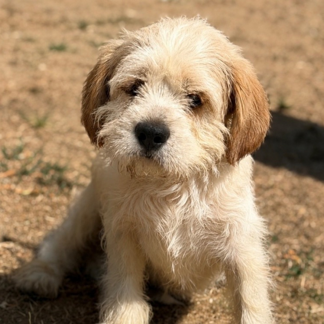 Photo de Bosco