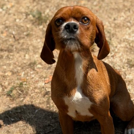 Balto - Chien à adopter