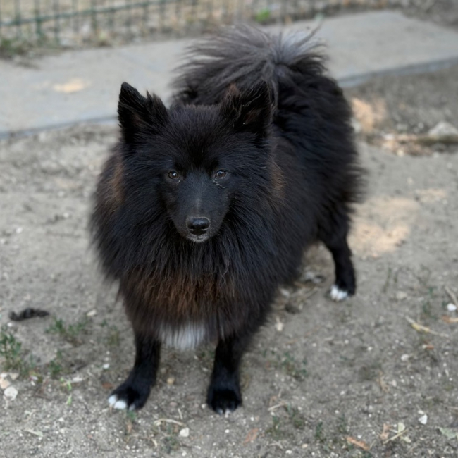 Photo de Aristote