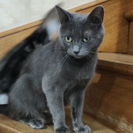 ASIA - Chat à adopter