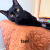 SASHI